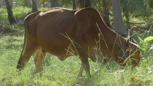 Cows grazing on pasture, landscape