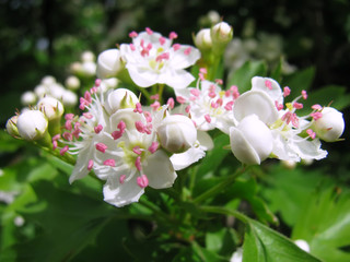 Close-up of Hawthorn blossom with pink stamens