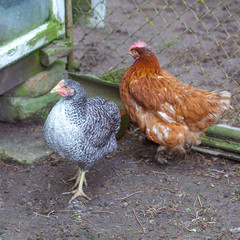 Two free range hens