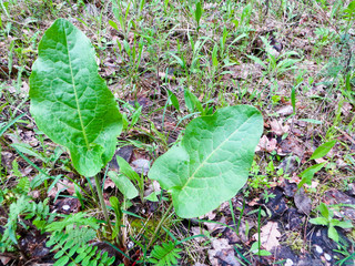 Young Burdock plant (Arctium lappa )