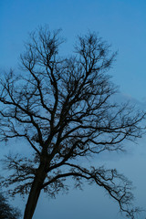 Black leafless trees silhouettes