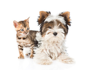 Small bengal cat and Biewer-Yorkshire terrier puppy lying togeth