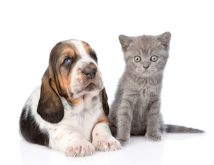Gray kitten sitting with basset hound puppy. isolated on white b