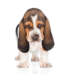 Portrait young basset hound puppy standing in front. isolated on