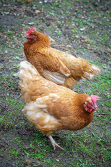Two free range hens