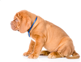 Portrait Bordeaux puppy dog sitting in profile. isolated on whit