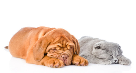 Obraz premium Bordeaux puppy sleep with gray cat. isolated on white background
