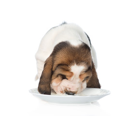 Basset hound puppy drink milk from a bowl. isolated on white bac