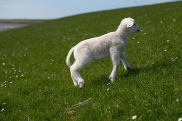 Baby Lamb on green field