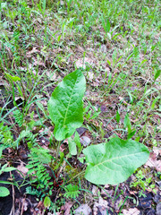 Young Burdock plant (Arctium lappa )