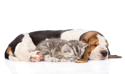 Basset hound puppy sleeping with tabby kitten. isolated on white