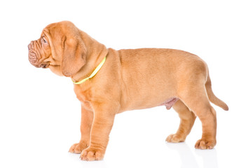 Portrait Bordeaux puppy dog standing in profile. isolated on whi