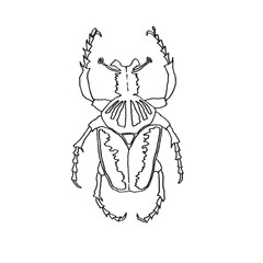 Ink illustration of a bug