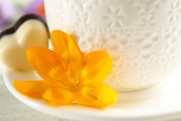 Beautiful crocus flower with cup of tea closeup