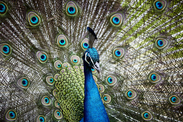 Fototapeta premium elegante Schönheit