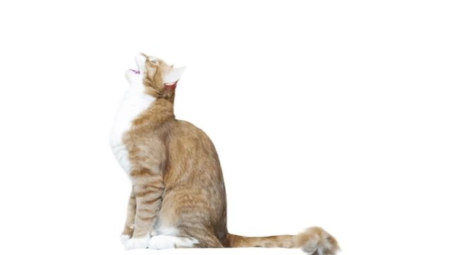 red cat jumps on a white background