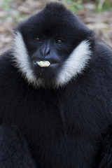 White Cheeked Gibbon or Lar Gibbon