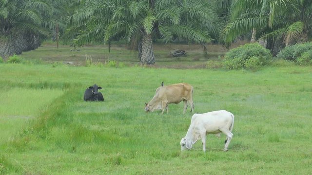 cows outdoor in beautiful green summer meadow