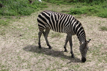 Fototapeta na wymiar One Zebra