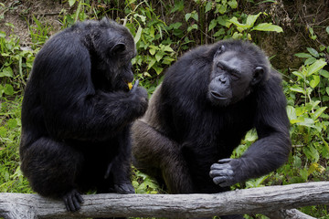 Portrait of black chimpanzee