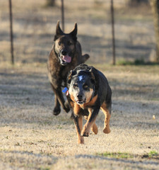 The race is on! Two larger dogs protecting home or racing towards something.