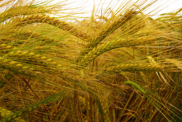 wheat closeup