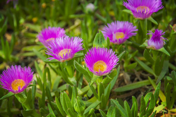 Obraz premium Carpobrotus edulis pink ice plant