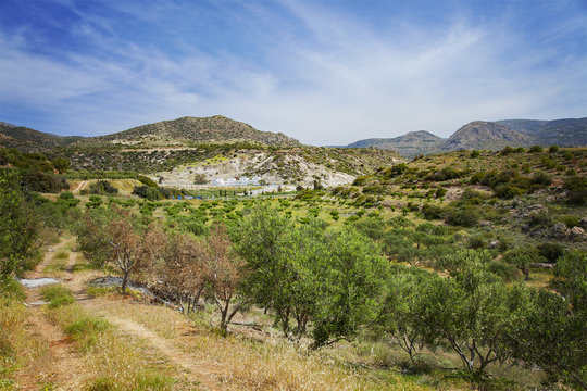 Crete olive grove