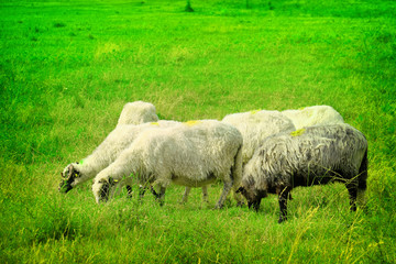 flock of sheep on green grass