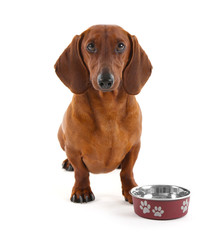 Dachshund with metallic bowl isolated on white.