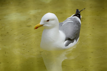Seagull in yellow water