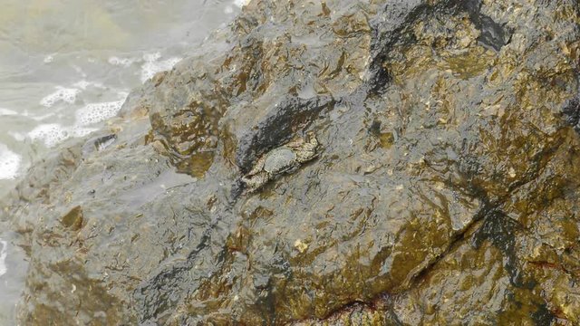 crab sleeping on the rock