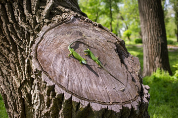 Green lizard in the wild.