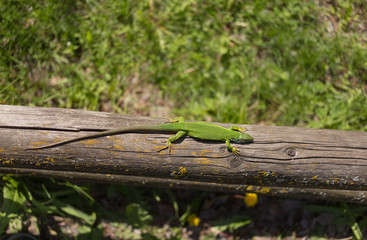 Green lizard in the wild.