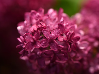 Floral background