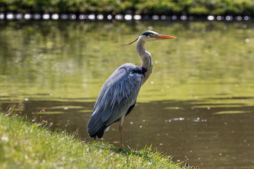vogel am see