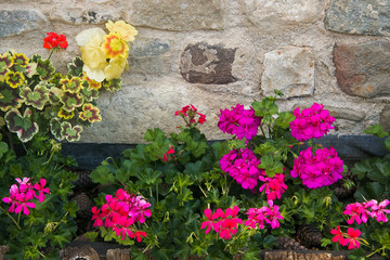 Bavarian wall with geranium 