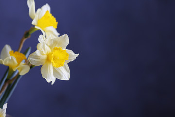 Naklejka premium Fresh narcissus flowers on dark blue background
