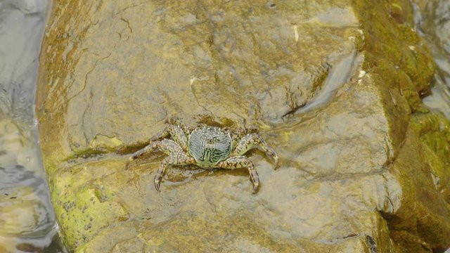 Crab slow walking on the rock