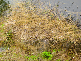 river landscape 