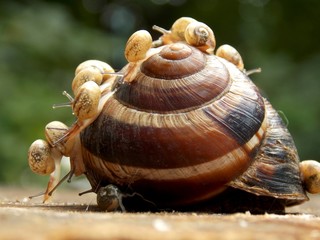 one large and many small snails