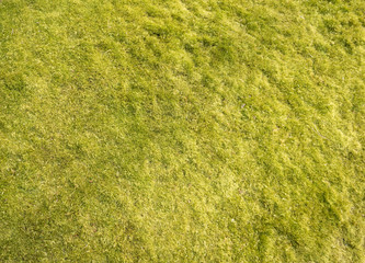 Japan green grass freshly mown background