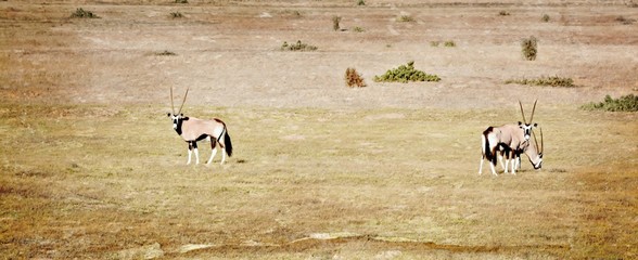 Landscape with Oryx antelopes on dry meadow