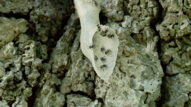 insect move the eggs, larvae and food of the colony to a new nest