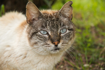 Head of beautiful siamese cat with blue eyes