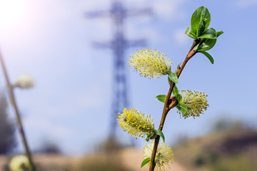 Branch of  blossoming willow against the blue sky