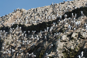 Group of Peruvian booby on the rock, Islas Ballestas, Peru
