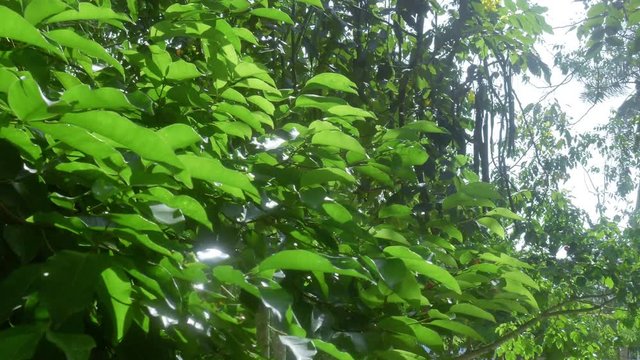 The morning light underneath the tree.