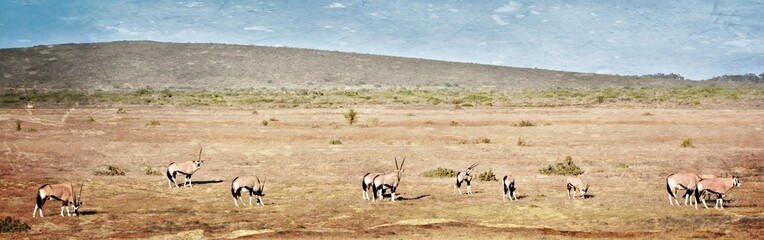 Naklejka na ściany i meble Landscape with Oryx antelopes on dry meadow