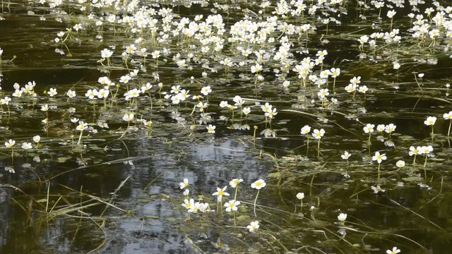 Small white flowers on the surface of water